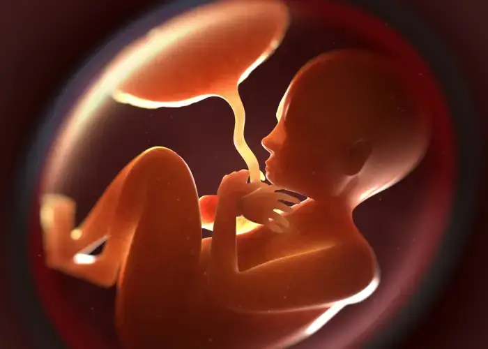 El ring de la placenta El ring de la placenta