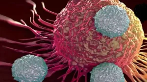 Bacteria ataca célula cancerosa