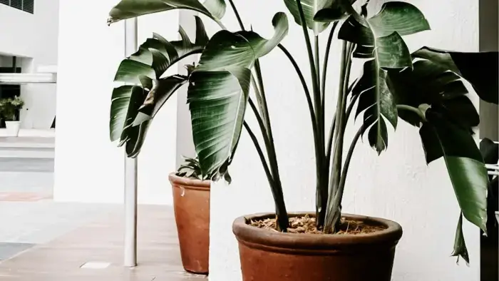 Planta de sombra Planta de sombra