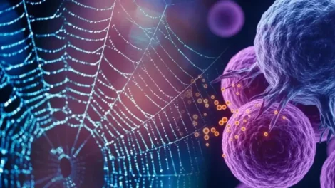 Seda de araña contra el cáncer