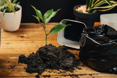 Sustrato para plantas de interior