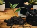 Sustrato para plantas de interior