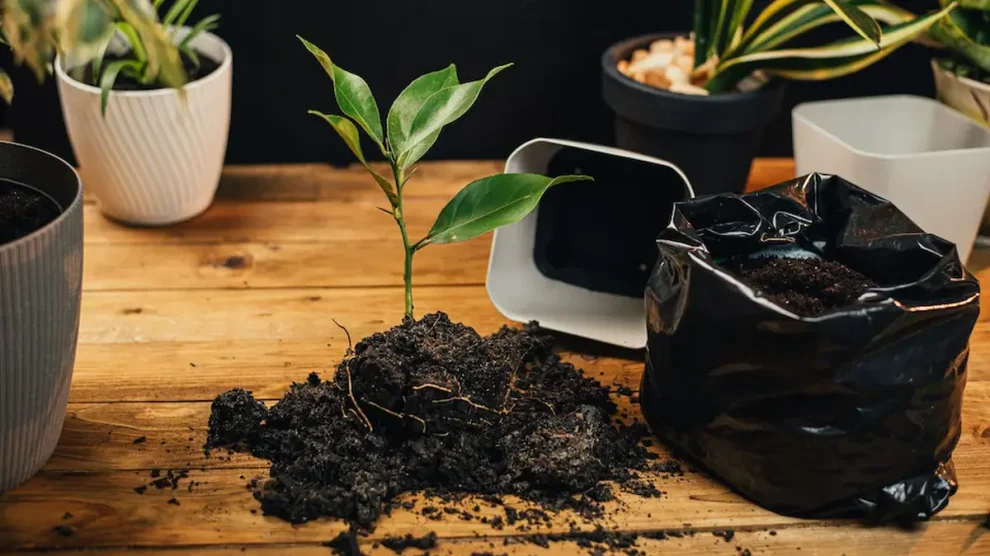 Sustrato para plantas de interior