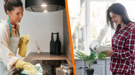 5 plantas que absorben humedad