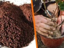 Café como sustrato y fertilizante