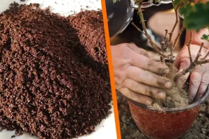 Café como sustrato y fertilizante