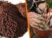 Café como sustrato y fertilizante