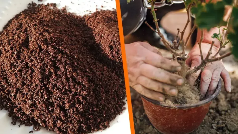 Café como sustrato y fertilizante