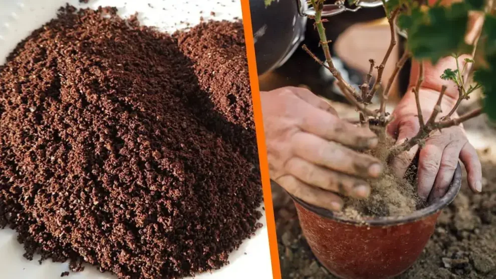 Café como sustrato y fertilizante