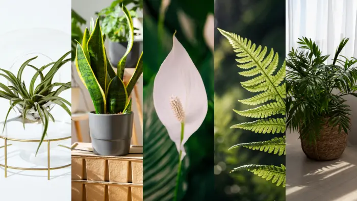 Plantas que absorben la humedad en la cocina