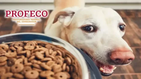 PROFECO Croquetas Ganador Premium