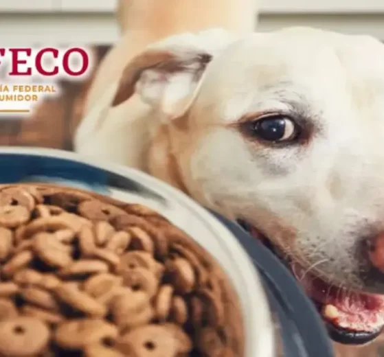 PROFECO Croquetas Ganador Premium