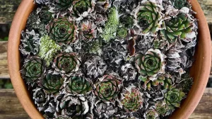 10 suculentas de frio