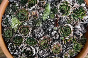 10 suculentas de frio