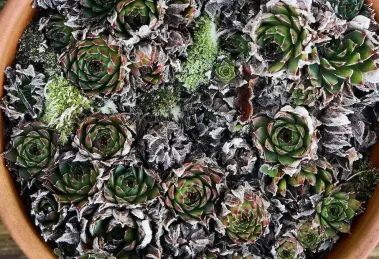 10 suculentas de frio