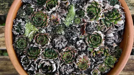 10 suculentas de frio