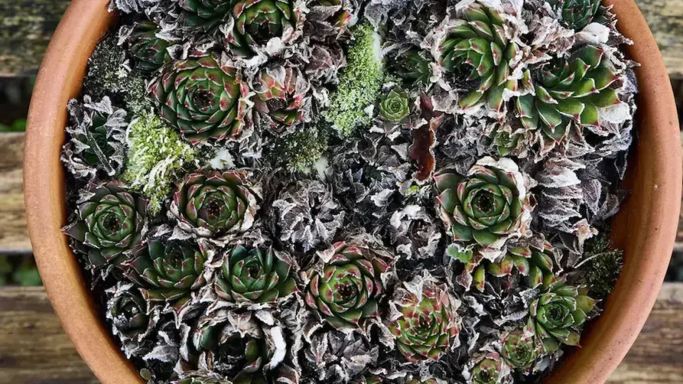 10 suculentas de frio