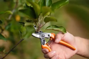 Poda de cítricos