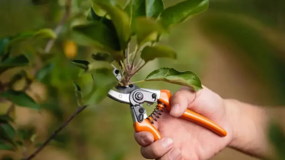 Poda de cítricos