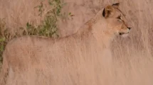 Pirámide de la biodiversidad