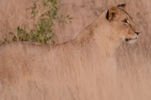 Pirámide de la biodiversidad