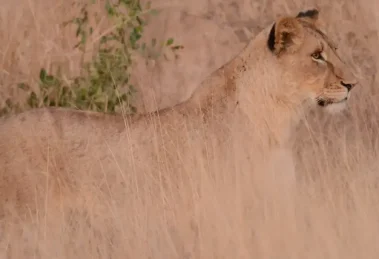 Pirámide de la biodiversidad