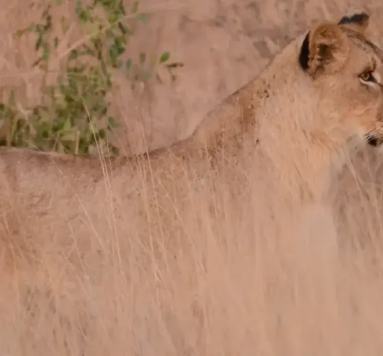 Pirámide de la biodiversidad