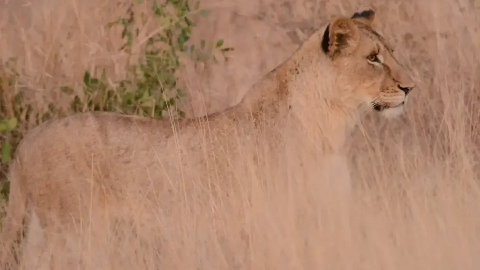 Pirámide de la biodiversidad