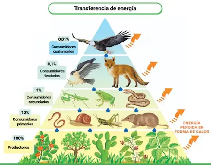 Pirámide de la biodiversidad
