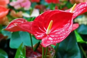 Plantas hojas forma de corazón
