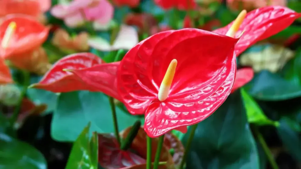 Plantas hojas forma de corazón