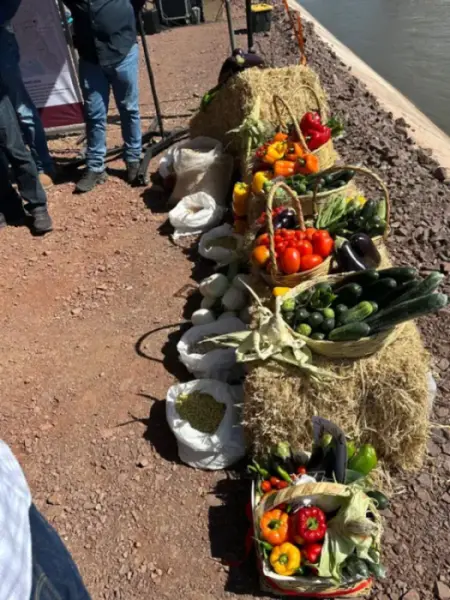 Supervisan tecnificación de riego agrícola en Distrito 010 en Culiacán Supervisan tecnificación de riego agrícola en Distrito 010 en Culiacán