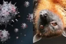 Virus Nipah