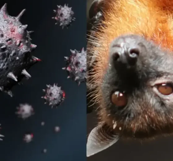 Virus Nipah
