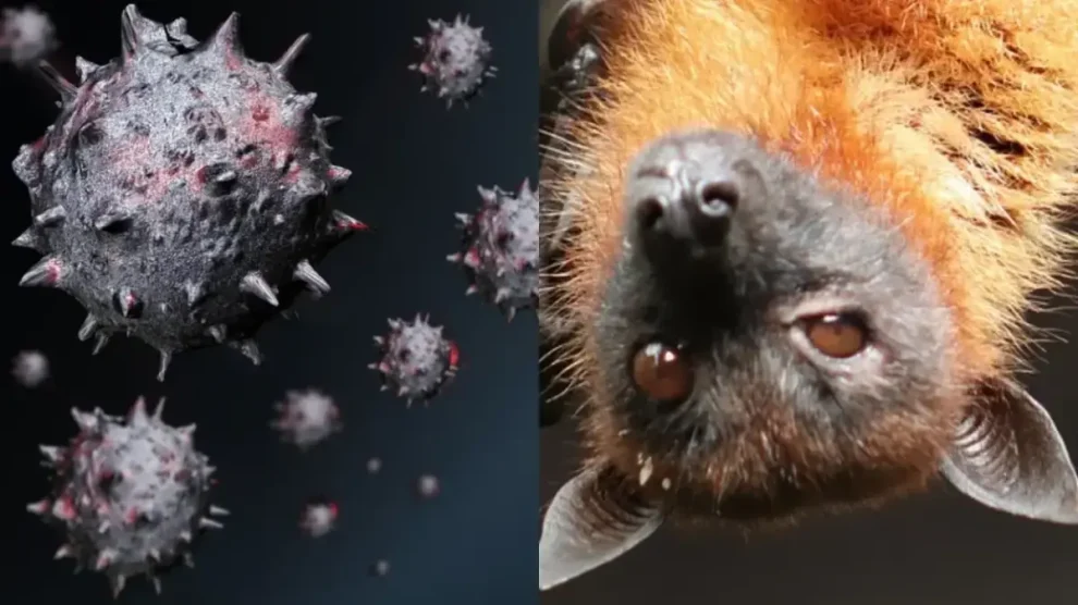 Virus Nipah
