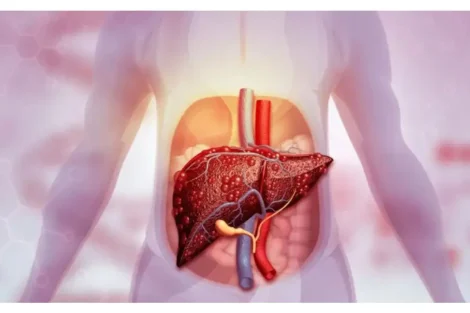 Hígado se recupera de forma natural