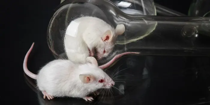 Ratones de laboratorio