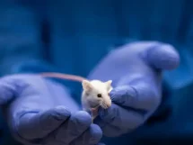 Soy superratón salvando vidas