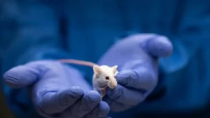 Soy superratón salvando vidas