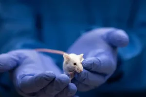 Soy superratón salvando vidas