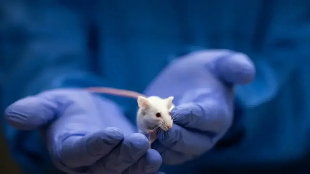 Soy superratón salvando vidas