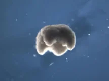 Tercer estado de la biología