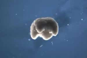 Tercer estado de la biología