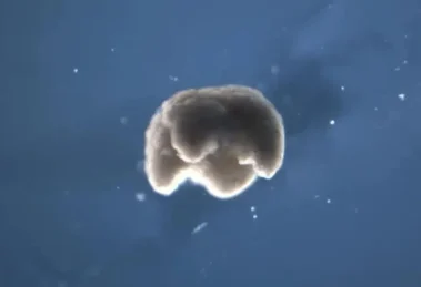 Tercer estado de la biología