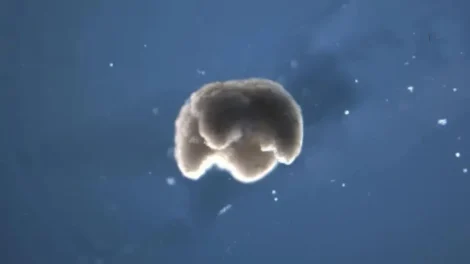 Tercer estado de la biología