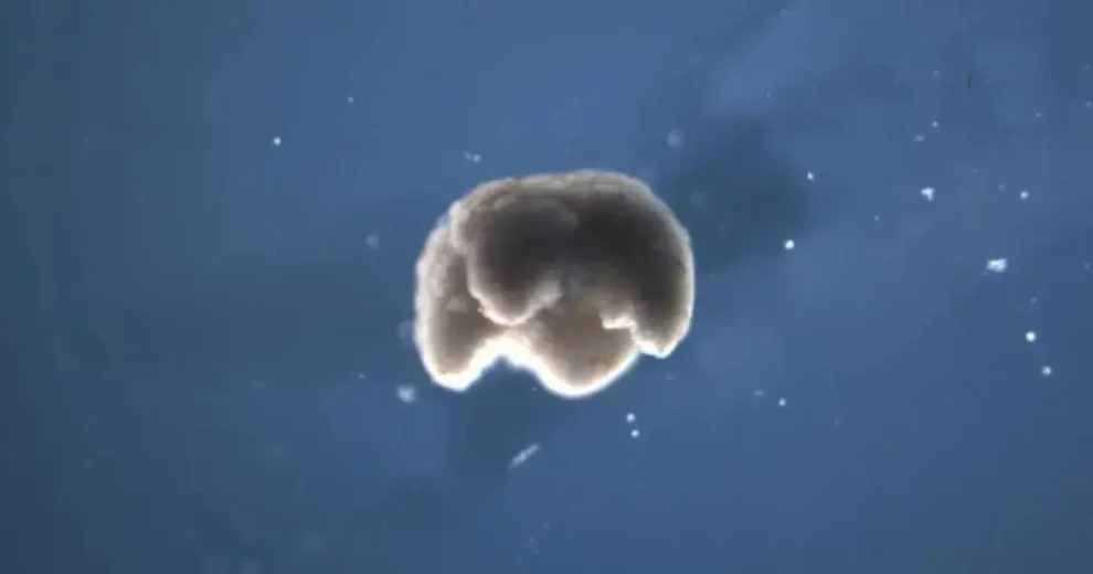 Tercer estado de la biología