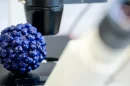Identificado principio activo contra Hepatitis E