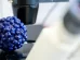 Identificado principio activo contra Hepatitis E
