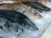 Cómo reconocer que el pescado no está fresco