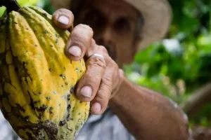 El cacao mexicano más que una golosina